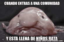 The Goblin's Den Blog: Blob Fish Meme