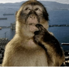 a close up of a monkey looking at the camera