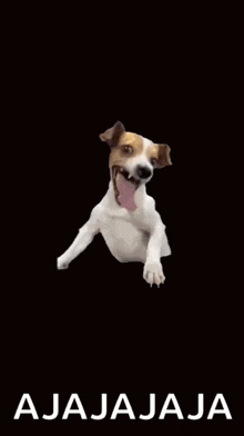 a dog is sticking its tongue out and making a funny face on a black background with the words ajajaja .
