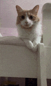 an orange and white cat sitting on top of a white bed