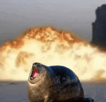 Epic Seal Boom GIF