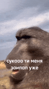a close up of a baboon 's face with foreign writing on it