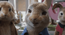 What Peter Rabbit GIF - What Peter Rabbit Peter Rabbit2the Runaway GIFs