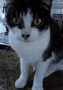 a black and white cat is sitting on a counter