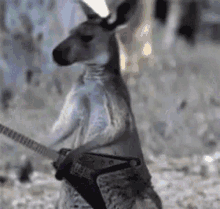 Guitar Kangaroo GIF