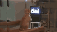 a dog standing on its hind legs in front of a tv screen