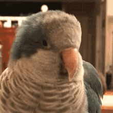 Parrot Quaker GIF - Parrot Quaker Bird GIFs