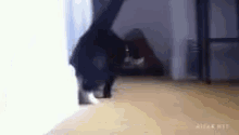 Black Cat Gangsta GIF - Black Cat Gangsta Deal With It GIFs