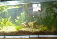 fish tank aquarium fish