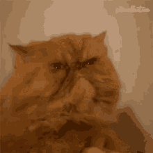 Cat Angry GIF - Cat Angry Annoyed GIFs