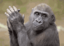 Monkey Clapping GIF - Monkey Clapping GIFs