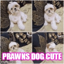 Prawns Dog Cute GIF - Prawns Dog Cute GIFs