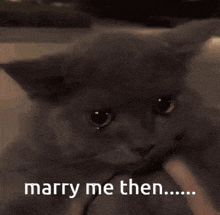 a cat is sitting on a person 's lap and says marry me then ...