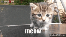 a kitten is sitting on a table with the word meow written below it