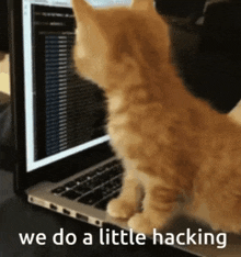 Cat Hacking GIF - Cat Hacking Silly Cat GIFs