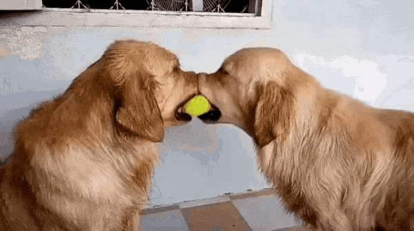 Funny Animals Golden Retriever GIF - Funny Animals Golden Retriever Love -  Discover & Share GIFs