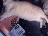 a white cat is laying on a desk next to a mixer that says ' yamaha ' on it