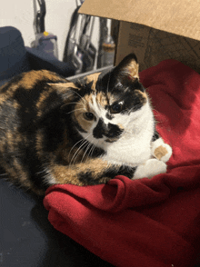 a calico cat is laying on a red blanket next to a cardboard box