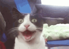 Cat Surprise GIF