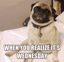Wednesday Pug GIF - Wednesday Pug Dogs GIFs