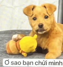 a puppy is playing with a stuffed winnie the pooh