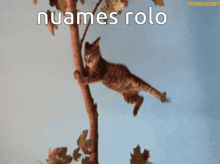 Nuames Rolo GIF - Nuames Rolo Cat GIFs