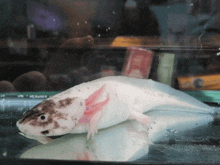 Axolotl Burp GIF - Axolotl Burp Fishwiki GIFs
