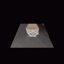 Biscuit Gripscord GIF - Biscuit Gripscord Funny Cat GIFs