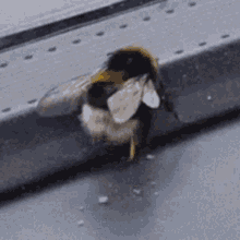 Bumble Bee Twerk GIF - Bumble Bee Twerk Bee GIFs