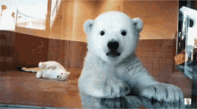 polar bear cub wave hi zoo