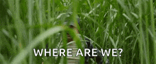 a man is peeking out of a field of tall grass and asking where are we .