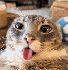 a close up of a cat 's face with its tongue sticking out