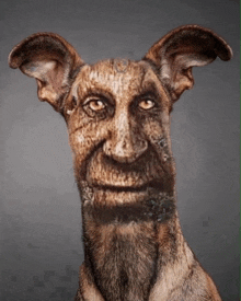a dog with a beard and huge ears