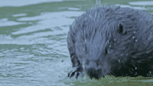 Beaver Im Out GIF