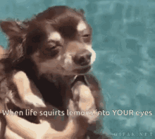 My Hero Cute Dog GIF - My Hero Cute Dog When Life Squirts Lemons In Your Eyes GIFs