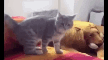 a cat is standing on top of a dog on a bed .
