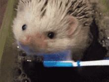 Hedgehog Crying Hedgehog GIF - Hedgehog Crying Hedgehog Sad GIFs