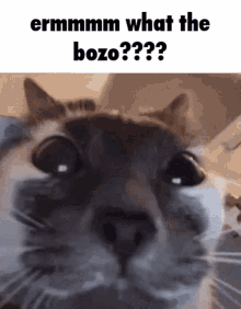 What The Bozo Cat GIF - What The Bozo Cat What The Cat GIFs