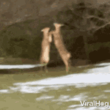 Deer Fighting Viralhog GIF - Deer Fighting Viralhog Wildlife GIFs