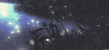 Fireflies Rising Out Of A Pond GIF - Fireflies Pond Insects GIFs