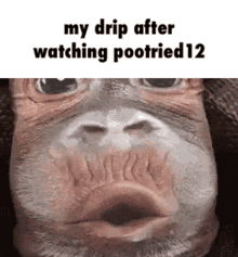 drip pootried12 poggers monke monkey
