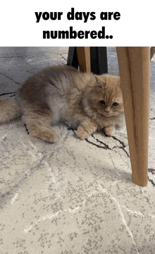 a cat laying on a rug with the words your days are numbered below it