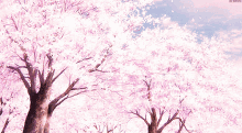 Cherry Blossom Anime GIF - Cherry Blossom Anime GIFs