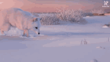 Arctic Fox Snow Fox GIF - Arctic Fox Snow Fox Search GIFs