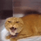 Cat Scream Lll GIF - Cat Scream Lll GIFs
