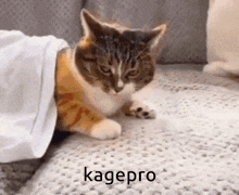 Kagerou Project Kagepro GIF - Kagerou Project Kagepro GIFs