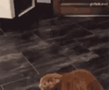 Fear Funny Animals GIF - Fear Funny Animals Cats GIFs