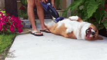 Yessssss GIF - Dogs Creative Problem Solving GIFs