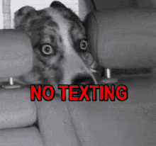 No Texting Dog GIF - No Texting Dog Funny Animals GIFs