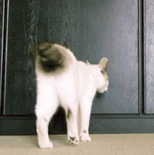 Aphearse Cat Flomp GIF - Aphearse Cat Flomp GIFs